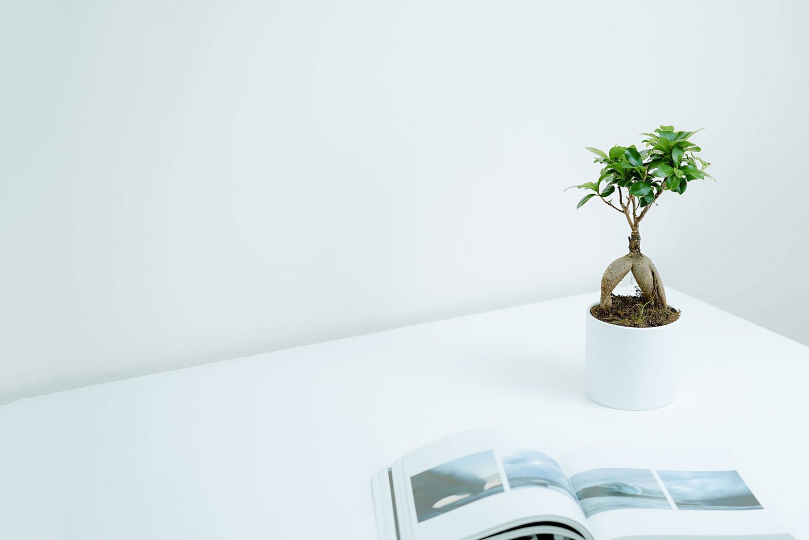 Professional Web Development